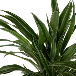 Dracaena Warneckei - Vertakt - Drakenbloedboom - P24 H110 - Kamerplant -Woondecoratie Winkel dracaena warneckei vertakt drakenbloedboom p24 h110 kamerplant 4