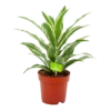 Dracaena White Jewel - Drakenbloedboom - P17 H45 - Kamerplant -Woondecoratie Winkel dracaena white jewel drakenbloedboom p17 h45 4