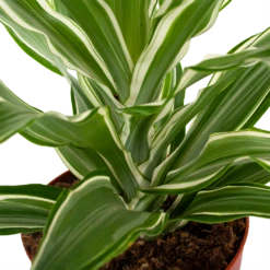 Dracaena White Jewel - Drakenbloedboom - P17 H45 - Kamerplant 6 Dracaena White Jewel - Drakenbloedboom - P17 H45 - Kamerplant -Woondecoratie Winkel dracaena white jewel drakenbloedboom p17 h45 5