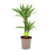 Dracaena White Stripe - Op Stam - Drakenbloedboom - P17 H65 - Kamerplant -Woondecoratie Winkel dracaena white stripe drakenbloedboom p17 h55 4