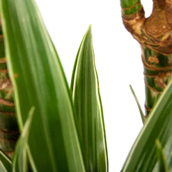 Dracaena White Stripe - Op Stam - Drakenbloedboom - P24 H150 - Kamerplant -Woondecoratie Winkel dracaena white stripe op stam drakenbloedboom p24 h150 6 1