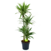 Dracaena White Stripe - Op Stam - Drakenbloedboom - P27 H150 - Kamerplant -Woondecoratie Winkel dracaena white stripe op stam drakenbloedboom p27 h150 1 2