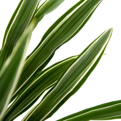 Dracaena White Stripe - Op Stam - Drakenbloedboom - P27 H150 - Kamerplant -Woondecoratie Winkel dracaena white stripe op stam drakenbloedboom p27 h150 6 2