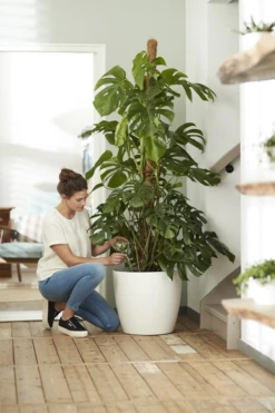 Bloempot Elho Brussels Rond 47cm - Met Wielen - Wit 7 Bloempot Elho Brussels Rond 47cm - Met Wielen - Wit -Woondecoratie Winkel elho brussels rond wielen 47 wit bloempot 7 7