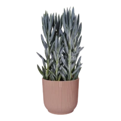 Bloempot Elho Vibes Fold Rond - D22 X H20cm - Delicaat Roze 12 Bloempot Elho Vibes Fold Rond - D22 X H20cm - Delicaat Roze -Woondecoratie Winkel elho vibes fold rond 22 roze d22 h20cm bloempot delicaat roze 6 7
