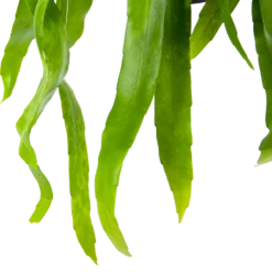 Epiphyllum Pumilum - In Hangpot - P17 H40 - Kamerplant -Woondecoratie Winkel epiphyllum pumilum in hangpot p17 h40 6 1