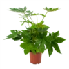 Fatsia Japonica - Vingerplant - P19 H60 - Kamerplant