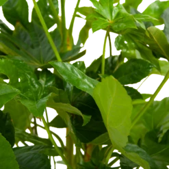 Fatsia Japonica - Vingerplant - P19 H60 - Kamerplant -Woondecoratie Winkel fatsia japonica vingerplant p19 h60 6