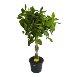 Ficus Benghalensis Audrey Op Gevlochten Stam - Groene Vijg - P40 H175 - Kamerplant