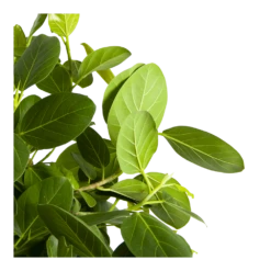 Ficus Benghalensis Audrey Op Stam - Groene Vijg - P31 H120 - Kamerplant -Woondecoratie Winkel ficus benghalensis audrey op stam groene vijg p31 h120 3