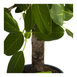 Ficus Benghalensis Audrey Op Stam - Groene Vijg - P31 H120 - Kamerplant -Woondecoratie Winkel ficus benghalensis audrey op stam groene vijg p31 h120 4