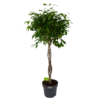 Ficus Benjamina Exotica Op Gevlochten Stam - Treurvijg - P27 H140 - Kamerplant -Woondecoratie Winkel ficus benjamina exotica op gevlochten stam treurvijg p27 h140 1