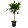 Ficus Binnendijkii Amstel King Op Stam - Treurvijg - P31 H140 - Kamerplant 2 Ficus Binnendijkii Amstel King Op Stam - Treurvijg - P31 H140 - Kamerplant -Woondecoratie Winkel ficus binnendijkii amstel king op stam treurvijg p31 h140 1