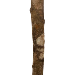 Ficus Binnendijkii Amstel King Op Stam - Treurvijg - P31 H140 - Kamerplant -Woondecoratie Winkel ficus binnendijkii amstel king op stam treurvijg p31 h140 6