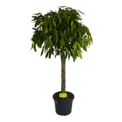 Ficus Binnendijkii Amstel King Op Stam - Treurvijg - P40 H170 - Kamerplant