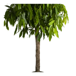 Ficus Binnendijkii Amstel King Op Stam - Treurvijg - P40 H170 - Kamerplant -Woondecoratie Winkel ficus binnendijkii amstel king op stam treurvijg p40 h170 4