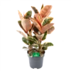 Ficus Elastica Belize - Rubberboom - P27 H100 - Kamerplant 1 Ficus Elastica Belize - Rubberboom - P27 H100 - Kamerplant -Woondecoratie Winkel ficus elastica belize rubberboom p27 h100 1