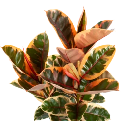 Ficus Elastica Belize - Rubberboom - P27 H100 - Kamerplant -Woondecoratie Winkel ficus elastica belize rubberboom p27 h100 5