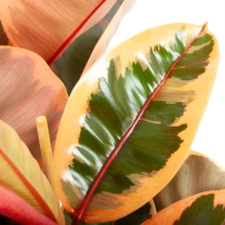 Ficus Elastica Belize - Rubberboom - P27 H100 - Kamerplant -Woondecoratie Winkel ficus elastica belize rubberboom p27 h100 6