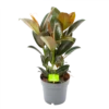 Ficus Elastica Melany - Rubberboom - P19 H55 - Kamerplant 2 Ficus Elastica Melany - Rubberboom - P19 H55 - Kamerplant -Woondecoratie Winkel ficus elastica melany rubberboom p19 h55 1