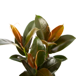 Ficus Elastica Melany - Rubberboom - P19 H55 - Kamerplant -Woondecoratie Winkel ficus elastica melany rubberboom p19 h55 5