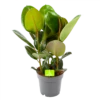 Ficus Elastica Robusta - Rubberboom - P19 H55 - Kamerplant -Woondecoratie Winkel ficus elastica robusta rubberboom p19 h55 1