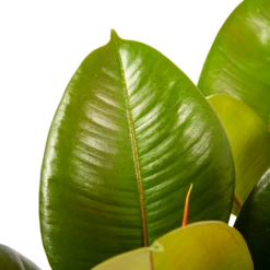 Ficus Elastica Robusta - Rubberboom - P19 H55 - Kamerplant 8 Ficus Elastica Robusta - Rubberboom - P19 H55 - Kamerplant -Woondecoratie Winkel ficus elastica robusta rubberboom p19 h55 6
