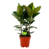 Ficus Elastica Robusta - Rubberboom - P27 H100 - Kamerplant -Woondecoratie Winkel ficus elastica robusta waringin p27 h100 4