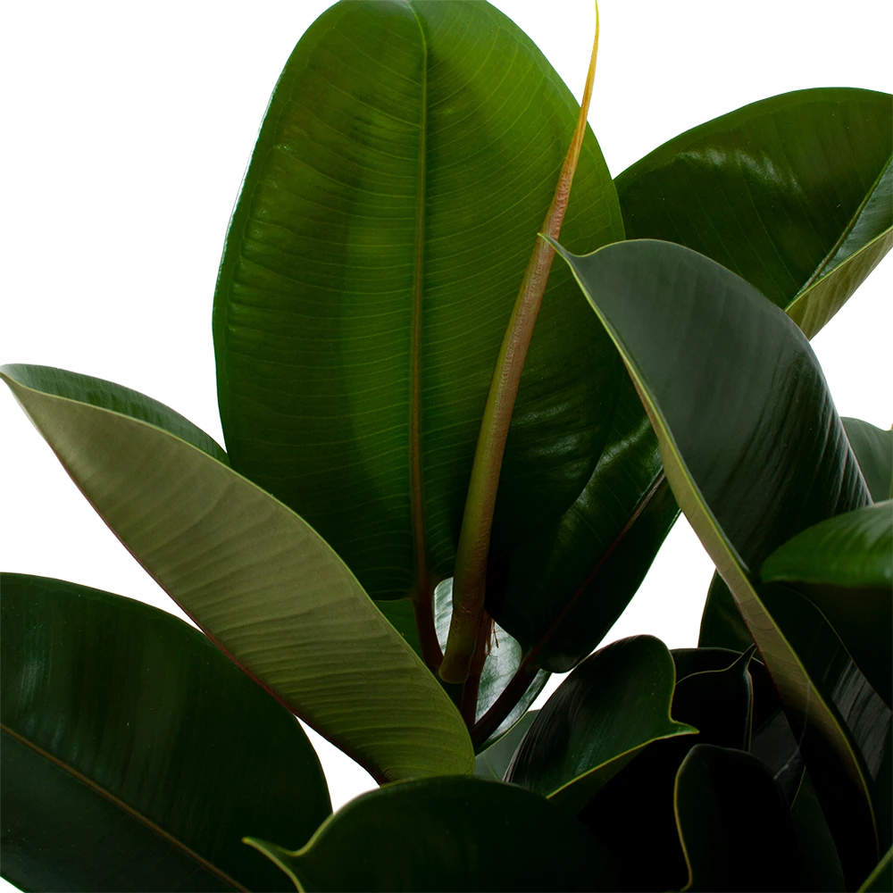 Ficus Elastica Robusta - Rubberboom - P27 H100 - Kamerplant 4 Ficus Elastica Robusta - Rubberboom - P27 H100 - Kamerplant - Afbeelding 2