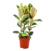 Ficus Elastica Tineke - Rubberboom - P27 H100 - Kamerplant -Woondecoratie Winkel ficus elastica tineke treurvijg p27 h100 4