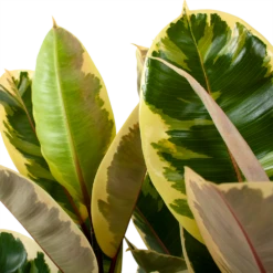 Ficus Elastica Tineke - Rubberboom - P27 H100 - Kamerplant -Woondecoratie Winkel ficus elastica tineke treurvijg p27 h100 5