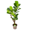 Ficus Lyrata Vertakt - Tabaksplant - P24 H130 - Kamerplant 1 Ficus Lyrata Vertakt - Tabaksplant - P24 H130 - Kamerplant -Woondecoratie Winkel ficus lyrata tabaksplant p24 h130 1 3