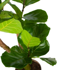 Ficus Lyrata Vertakt - Tabaksplant - P24 H130 - Kamerplant -Woondecoratie Winkel ficus lyrata tabaksplant p24 h130 5 3