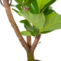 Ficus Lyrata Vertakt - Tabaksplant - P24 H130 - Kamerplant -Woondecoratie Winkel ficus lyrata tabaksplant p24 h130 6 3