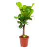 Ficus Lyrata Vertakt - Tabaksplant - P27 H110 - Kamerplant 1 Ficus Lyrata Vertakt - Tabaksplant - P27 H110 - Kamerplant -Woondecoratie Winkel ficus lyrata tabaksplant p27 h110 1 1