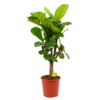 Ficus Lyrata Vertakt - Tabaksplant - P30 H130 - Kamerplant -Woondecoratie Winkel ficus lyrata tabaksplant p30 h130 1 1