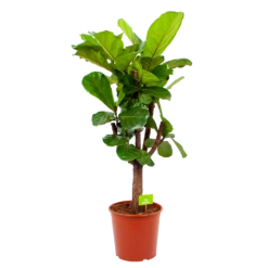 Ficus Lyrata Vertakt - Tabaksplant - P30 H130 - Kamerplant