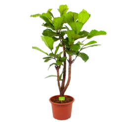 Ficus Lyrata Vertakt - Tabaksplant - P40 H160 - Kamerplant