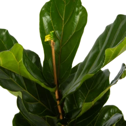 Ficus Lyrata - Tabaksplant - Toef - P17 H90 - Kamerplant 8 Ficus Lyrata - Tabaksplant - Toef - P17 H90 - Kamerplant -Woondecoratie Winkel ficus lyrata tabaksplant toef p17 h90 5