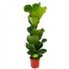 Ficus Lyrata - Tabaksplant - Toef - P21 H90 - Kamerplant