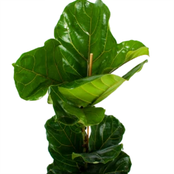 Ficus Lyrata - Tabaksplant - Toef - P21 H90 - Kamerplant -Woondecoratie Winkel ficus lyrata tabaksplant toef p21 h90 6 1