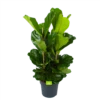 Ficus Lyrata - Tabaksplant - Toef - P34 H120 - Kamerplant -Woondecoratie Winkel ficus lyrata tabaksplant toef p34 h120 1 3