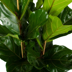 Ficus Lyrata - Tabaksplant - Toef - P34 H120 - Kamerplant 9 Ficus Lyrata - Tabaksplant - Toef - P34 H120 - Kamerplant -Woondecoratie Winkel ficus lyrata tabaksplant toef p34 h120 5 3