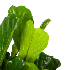 Ficus Lyrata - Tabaksplant - Toef - P34 H120 - Kamerplant 10 Ficus Lyrata - Tabaksplant - Toef - P34 H120 - Kamerplant -Woondecoratie Winkel ficus lyrata tabaksplant toef p34 h120 6 3