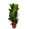 Ficus Lyrata - Tabaksplant - Toef - P35 H150 - Kamerplant -Woondecoratie Winkel ficus lyrata tabaksplant toef p35 h150 1