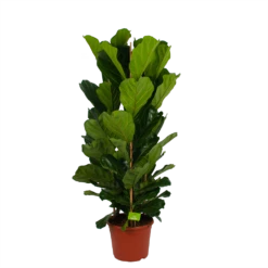 Woondecoratie Winkel 27 Ficus Lyrata - Tabaksplant - Toef - P35 H150 - Kamerplant
