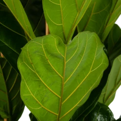 Ficus Lyrata - Tabaksplant - Toef - P35 H150 - Kamerplant 8 Ficus Lyrata - Tabaksplant - Toef - P35 H150 - Kamerplant -Woondecoratie Winkel ficus lyrata tabaksplant toef p35 h150 6