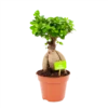 Ficus Microcarpa Ginseng - Bonsai - P17 H40 - Kamerplant -Woondecoratie Winkel ficus microcarpa ginseng bonsai p17 h40 1