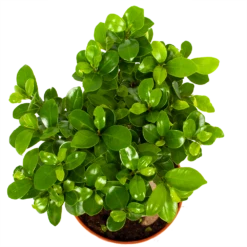 Ficus Microcarpa Ginseng - Bonsai - P17 H40 - Kamerplant -Woondecoratie Winkel ficus microcarpa ginseng bonsai p17 h40 6