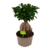 Ficus Microcarpa Ginseng - Bonsai - P20 H45 - Kamerplant -Woondecoratie Winkel ficus microcarpa ginseng bonsai p20 h45 1